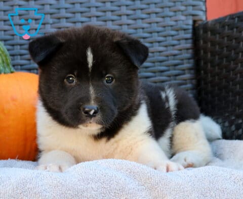Paws Akita2