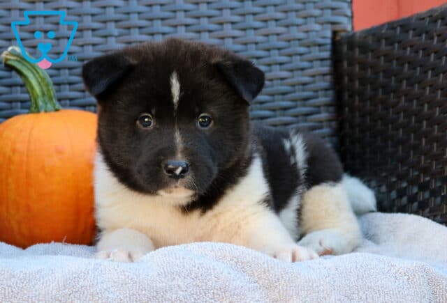 Paws Akita2 image