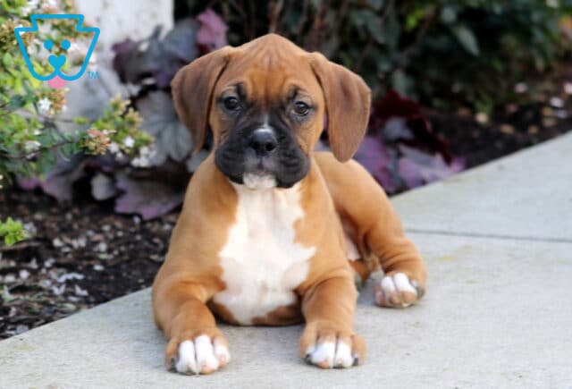 Payton Boxe2 image