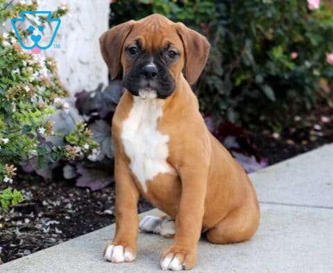 Payton Boxer