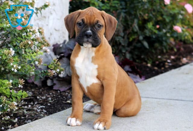 Payton Boxer image