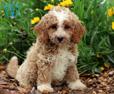 Peace Toy Goldendoodle