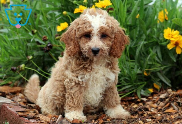Peace Toy Goldendoodle image
