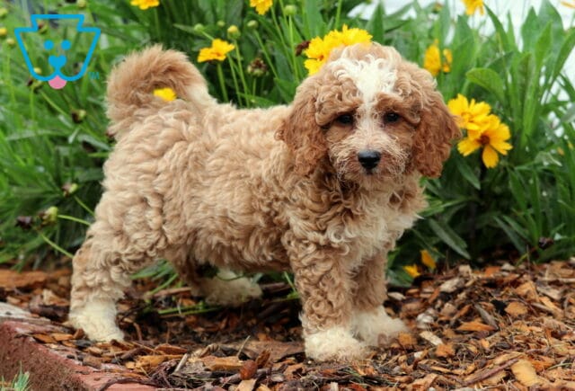 Peace Toy Goldendoodle2 image