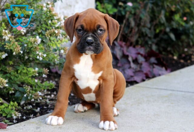 Peaches Boxer image