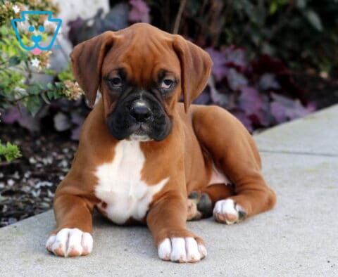 Peaches Boxer2