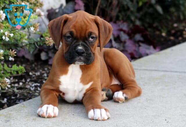 Peaches Boxer2 image