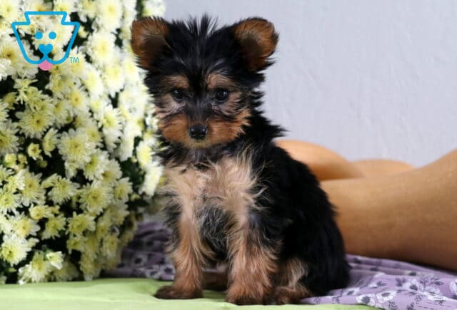 Peaches Yorkie image