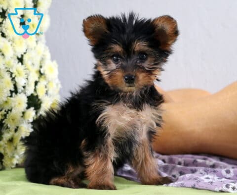 Peaches Yorkie2