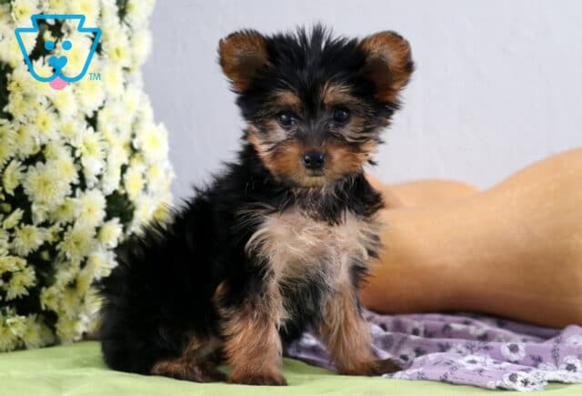Peaches Yorkie2 image