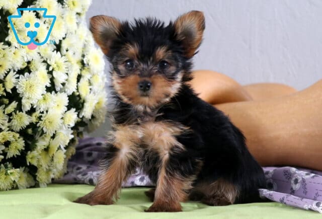 Peanut Yorkie image