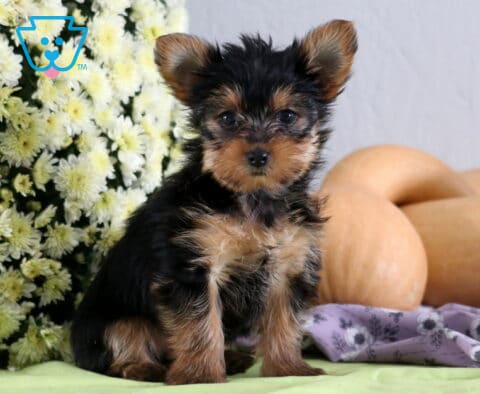 Peanut Yorkie2