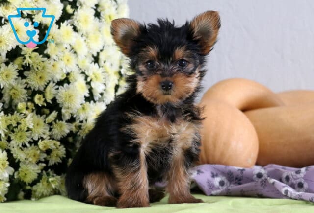 Peanut Yorkie2 image