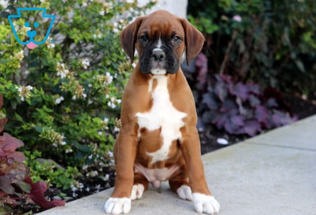 Pebbles Boxer image