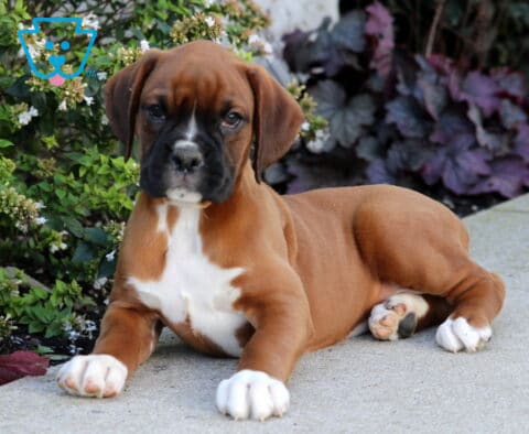 Pebbles Boxer2