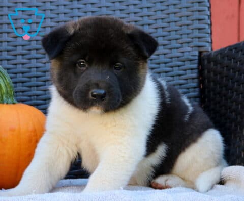 Black and white Akita puppy sitting beside a fall pumpkin, posing with a fluffy white chest, broad paws, and a calm expression.