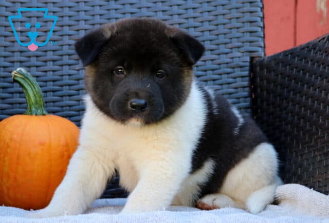 Penny Akita image