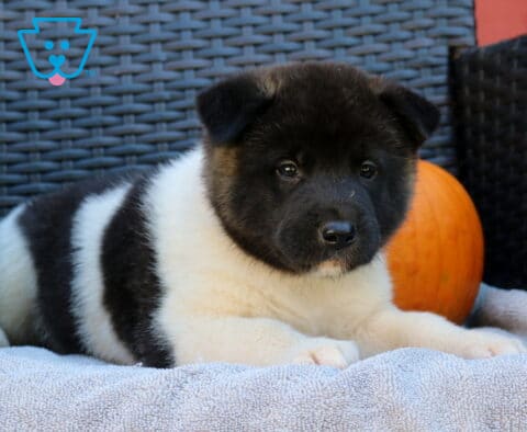 Penny Akita2
