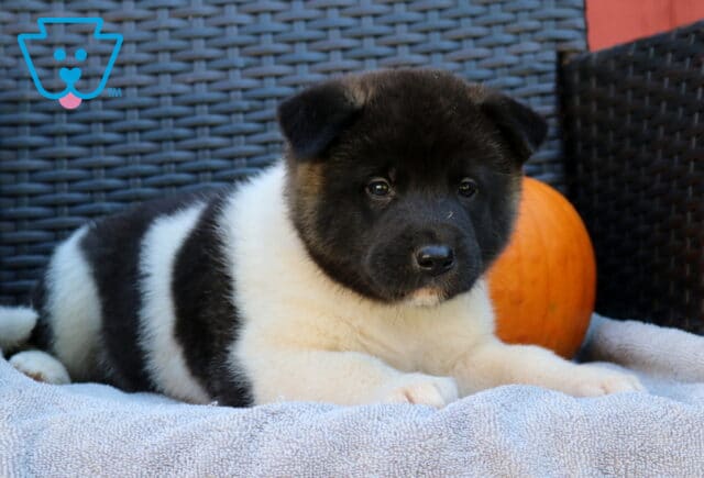 Penny Akita2 image