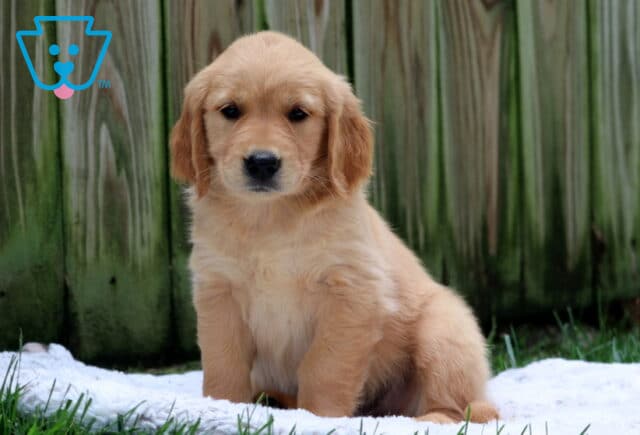 Penny Golden image