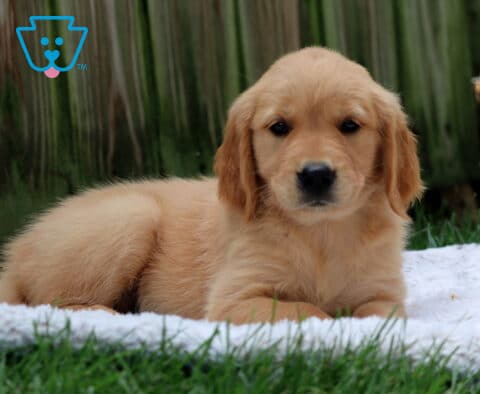 Penny Golden2