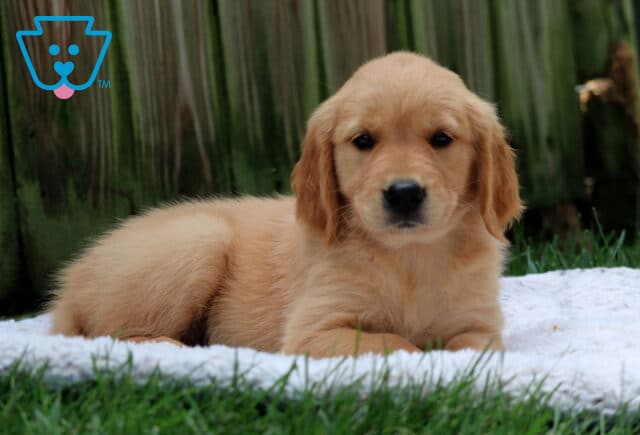 Penny Golden2 image