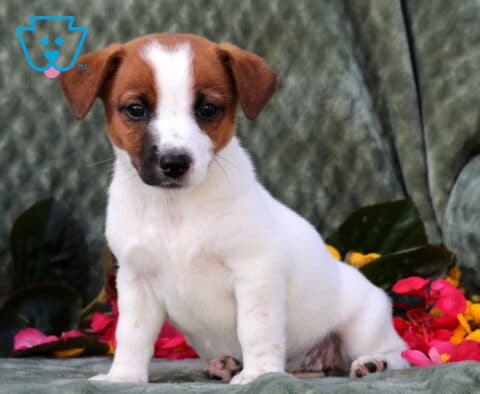Pepper Jack Russell