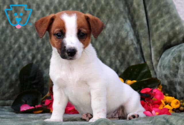Pepper Jack Russell image
