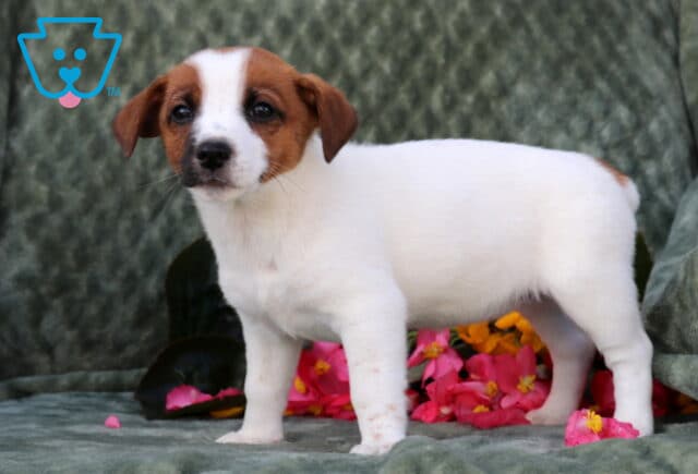 Pepper Jack Russell2 image