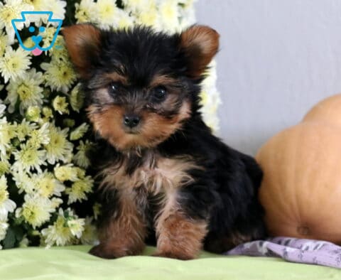 Pepper Yorkie