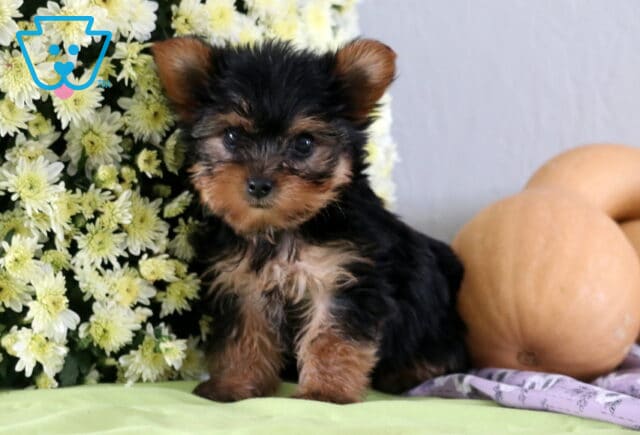 Pepper Yorkie image
