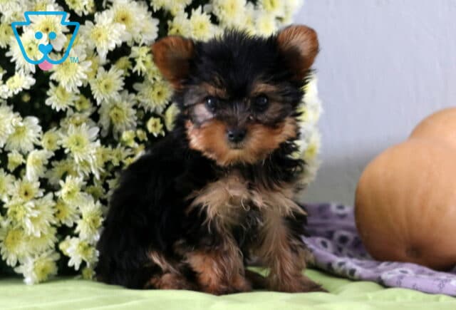 Pepper Yorkie2 image