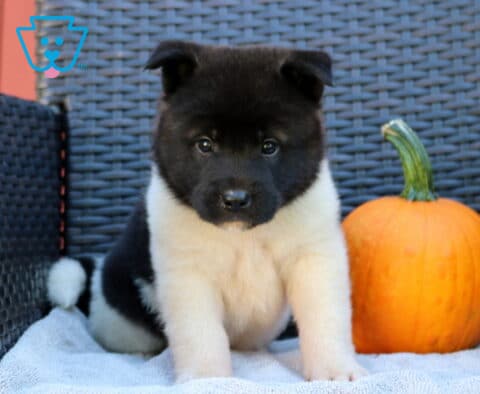 Piper Akita
