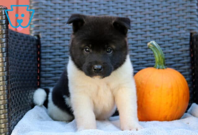 Piper Akita image
