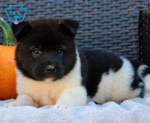 Fluffy black and white Akita puppy stretched out on a soft blanket beside an orange pumpkin, calmly looking toward the camera.