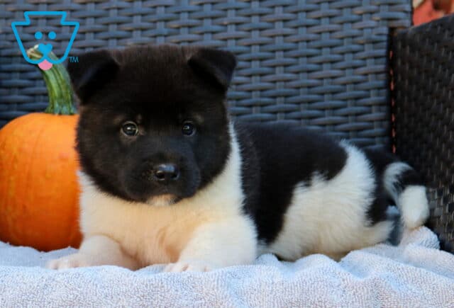 Piper Akita2 image