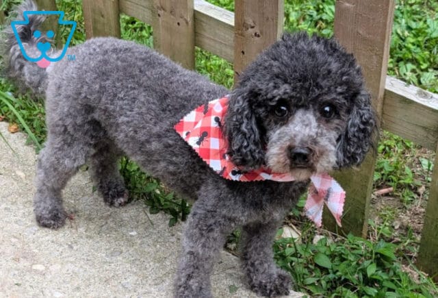 Pippi Toy Poodle Karen Greene2 image