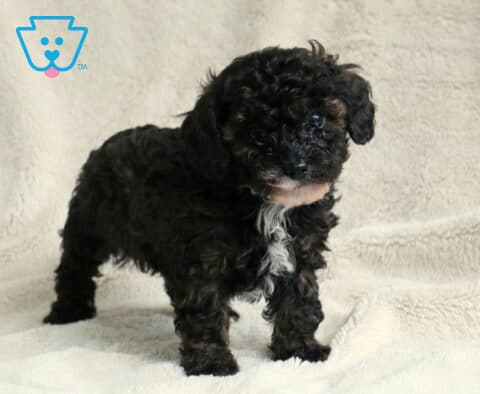 Pokey Toy Poodle