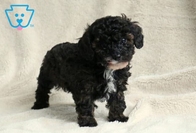 Pokey Toy Poodle image