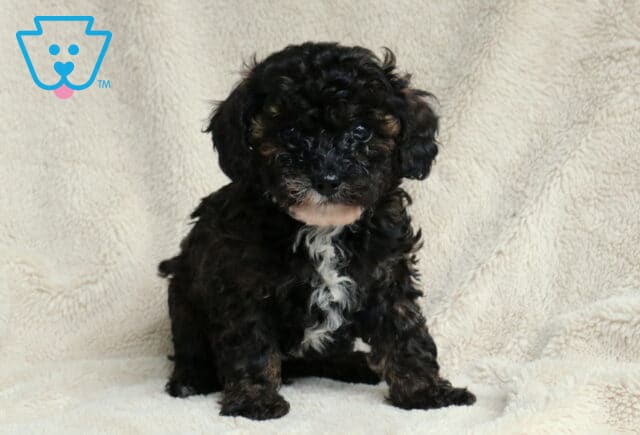 Pokey Toy Poodle2 image