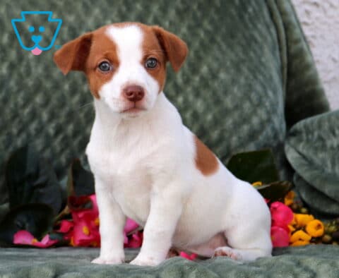 Polly Jack Russell
