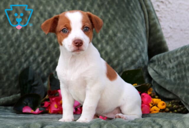 Polly Jack Russell image