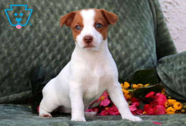 Polly Jack Russell2 image