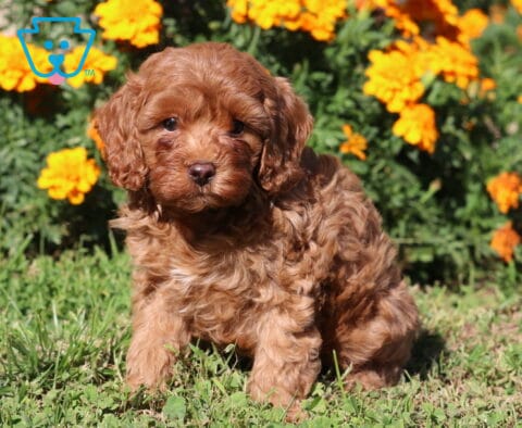 Pongo Cavapoo
