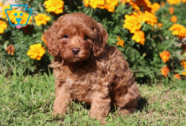 Pongo Cavapoo image