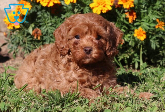 Pongo Cavapoo2 image