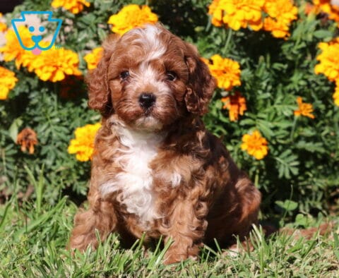Porky Cavapoo