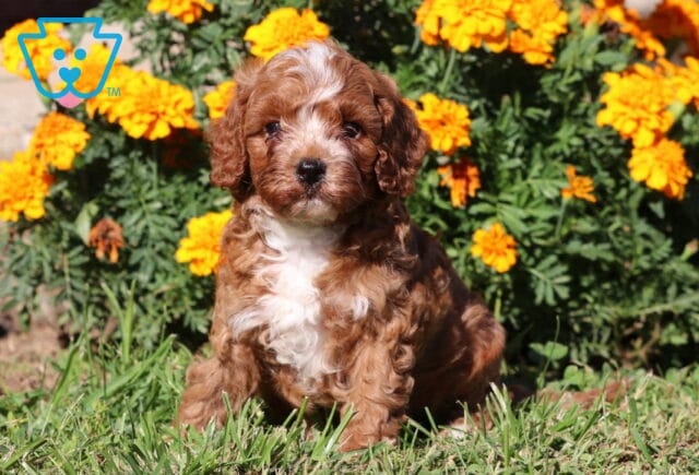 Red and white Cavapoo puppy with a curly coat and prominent white blaze and chest sitting in green grass in front of bright orange flowers. image