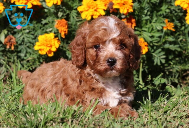 Red and white Cavapoo puppy with a fluffy curly coat resting in green grass with vibrant orange marigolds in the background. image