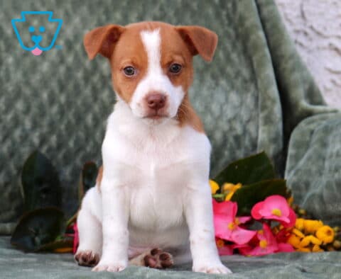 Porky Jack Russell